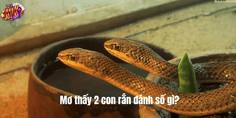 Giấc mơ thấy rắn mở ra bộ số đánh tiềm năng.